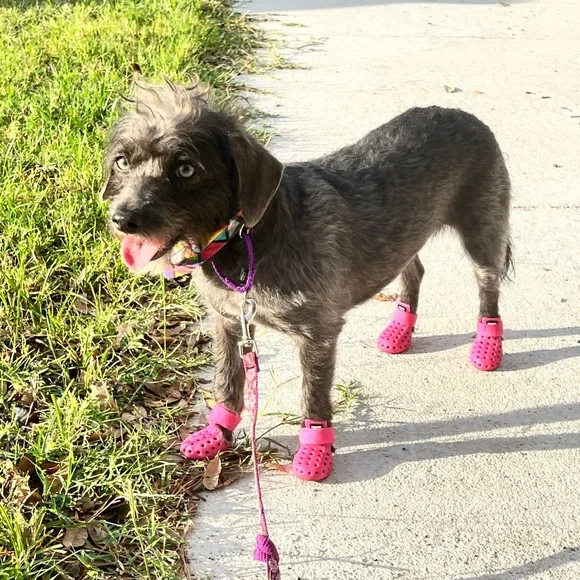 Wagwear XS croc boots - Picture 3 of 4